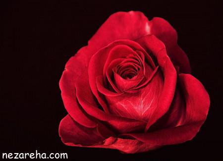 عکس گل رز , گل رز برای پروفایل , تصاویر گل رز قرمز , گل رز آبی و سفید , 