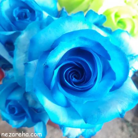 عکس گل رز آبی , رز آبی , عکس زیبا گل رز آبی , رز آبی مناسب برای پروفایل