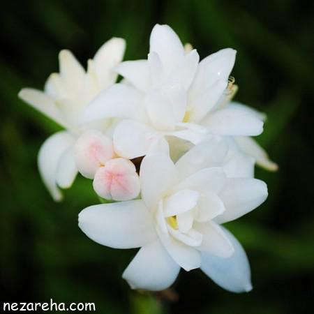 عکس گل مریم سفید | مجموعه ای از تصاویر و عکس های با کیفیت گل مریم